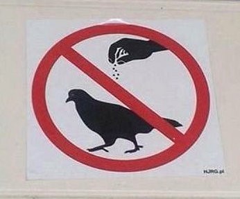 pigeons