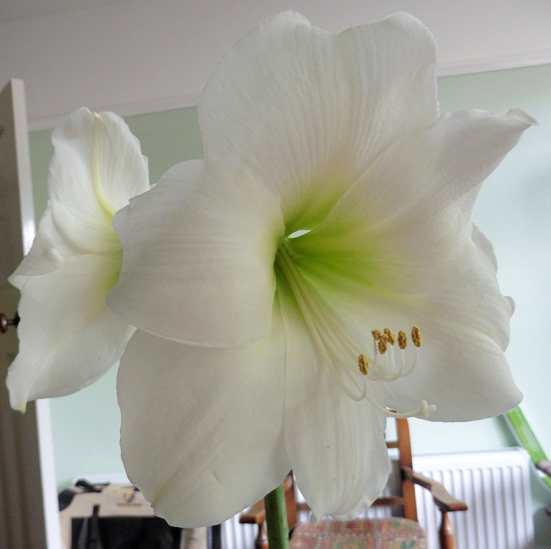 large white amaryllis in flower