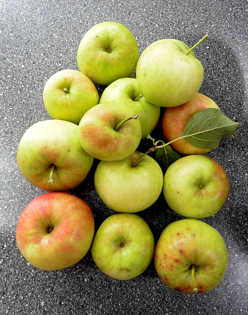 Apple crop