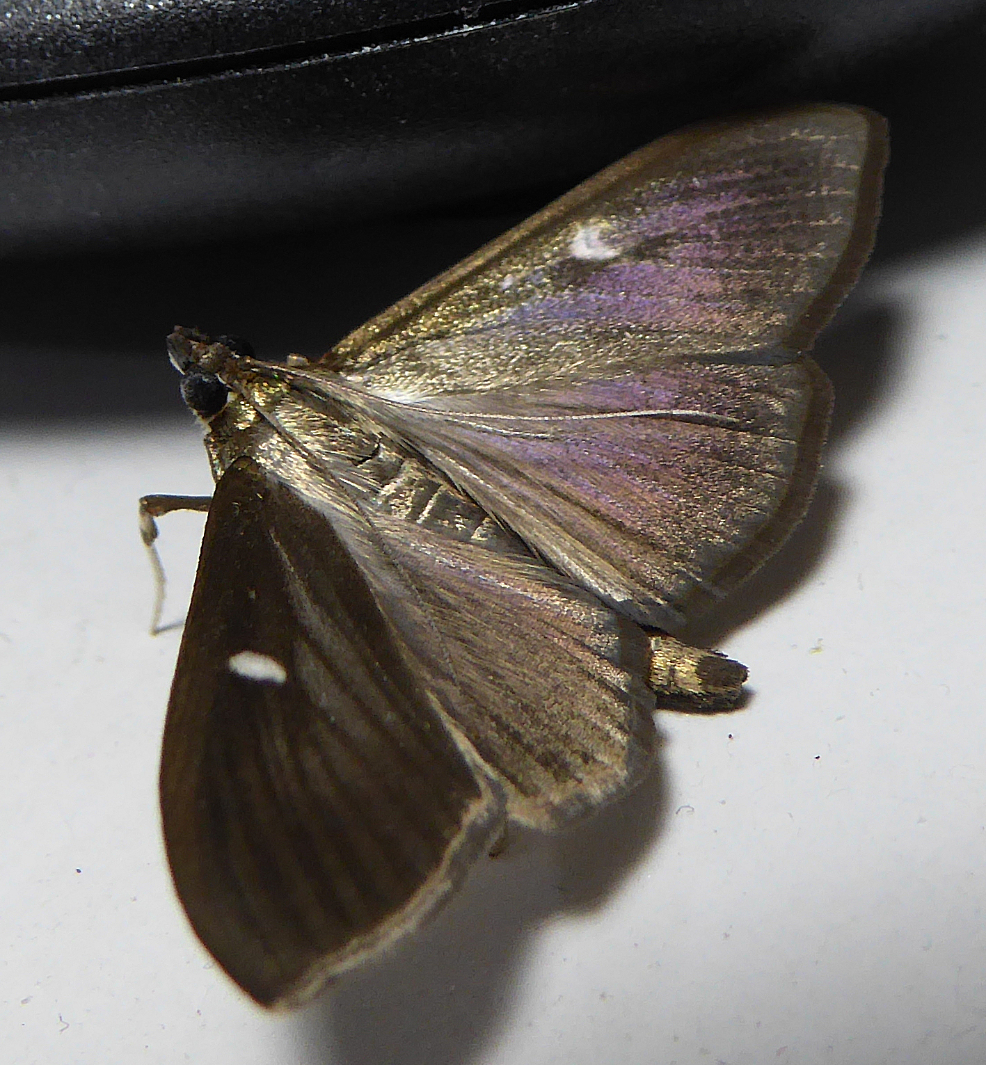 Box Tree Moth, Dark Morph