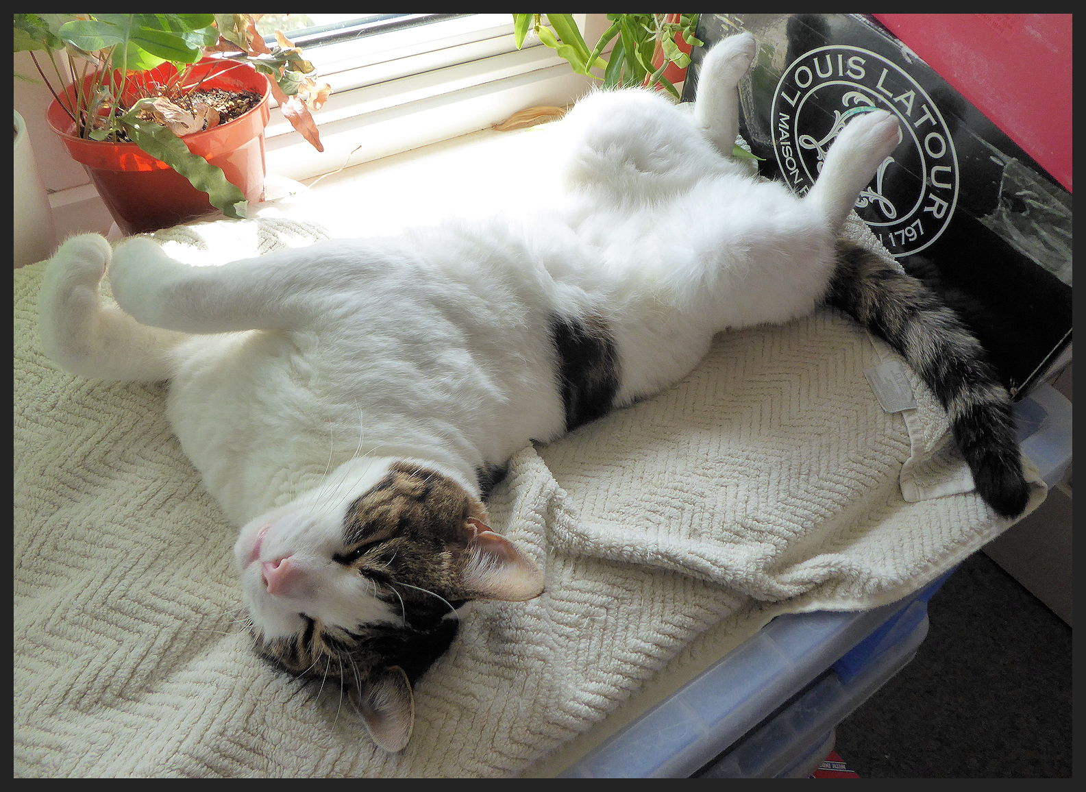 white and tabby cat upside down, feet in the air