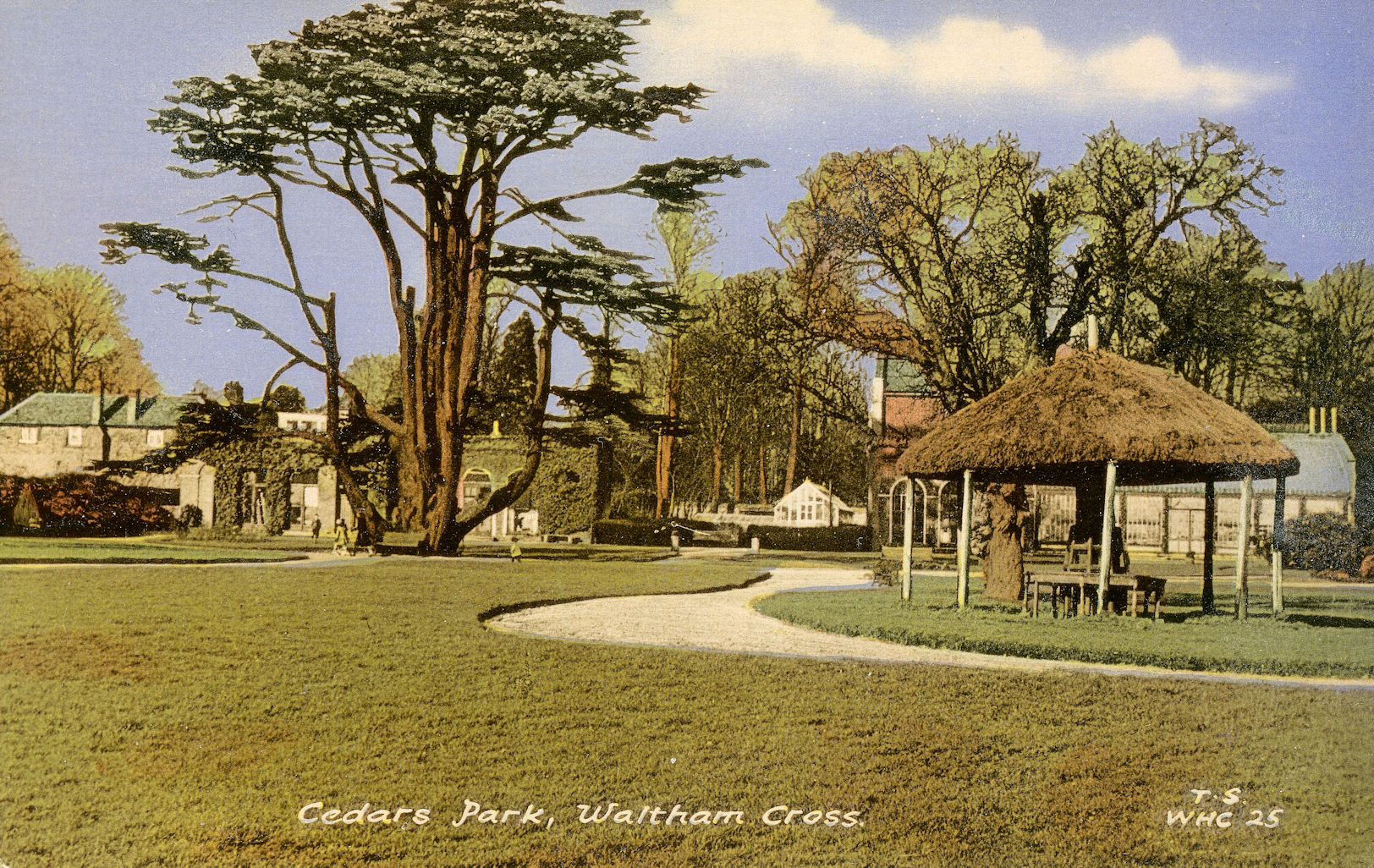 Cedars_c1950_2
