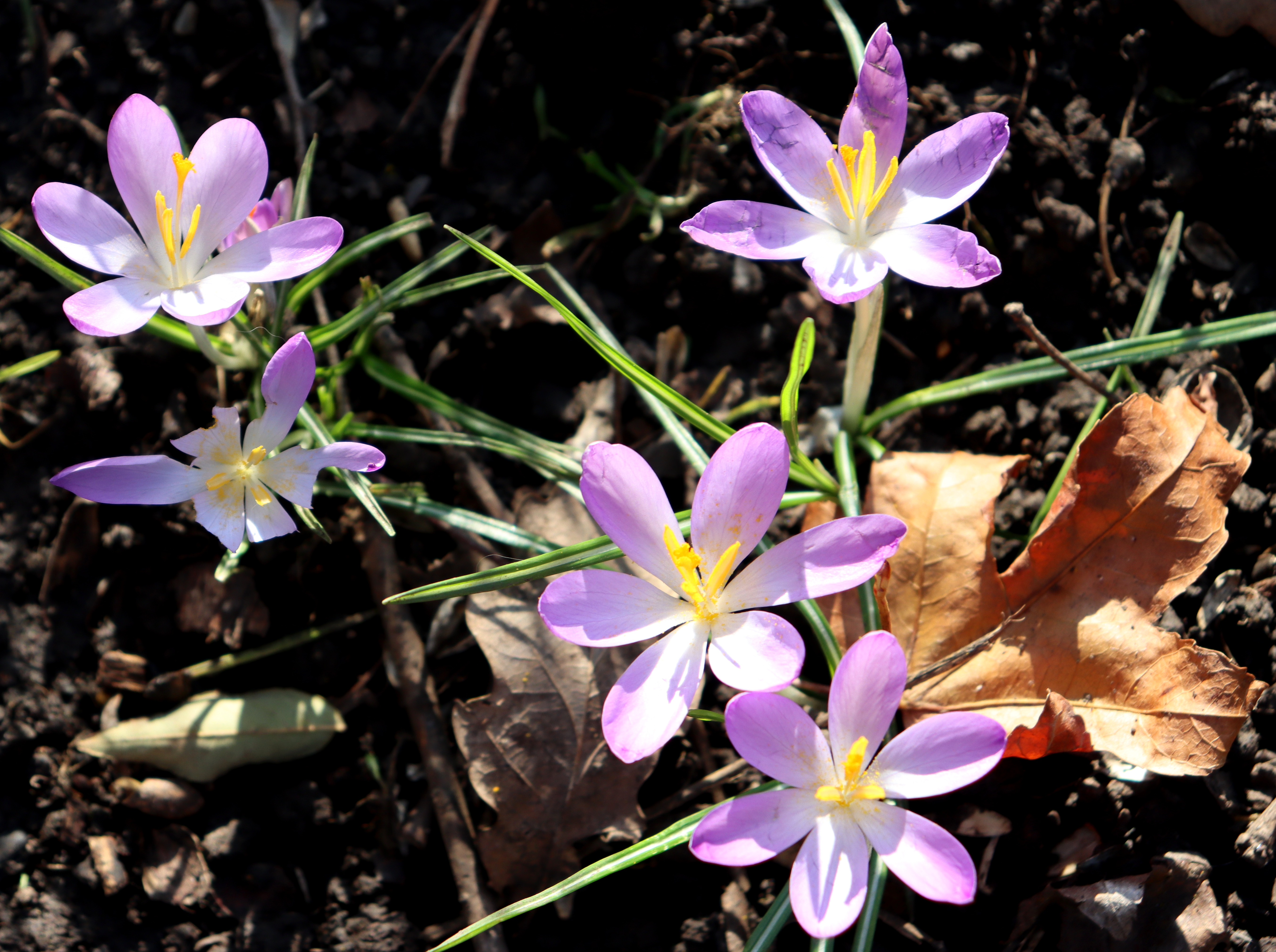 crocuses and leaf