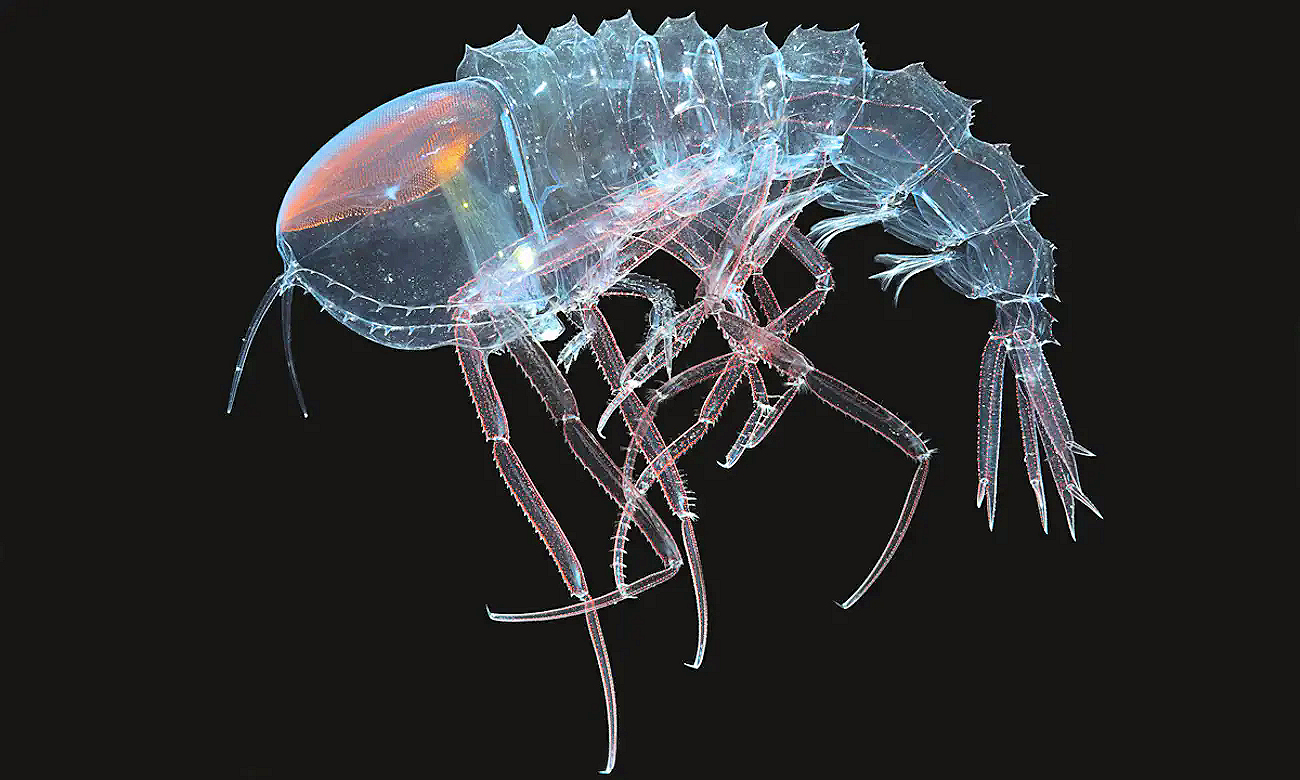 Image: Smithsonian