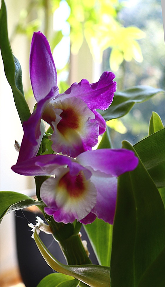 purple dendrobium orchid flowers
