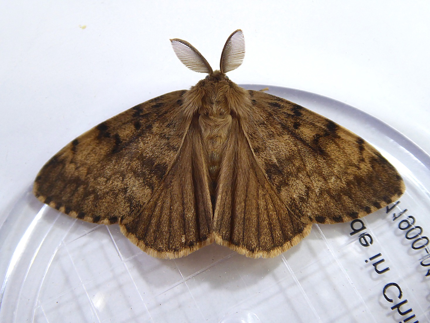 brown gypsy moth