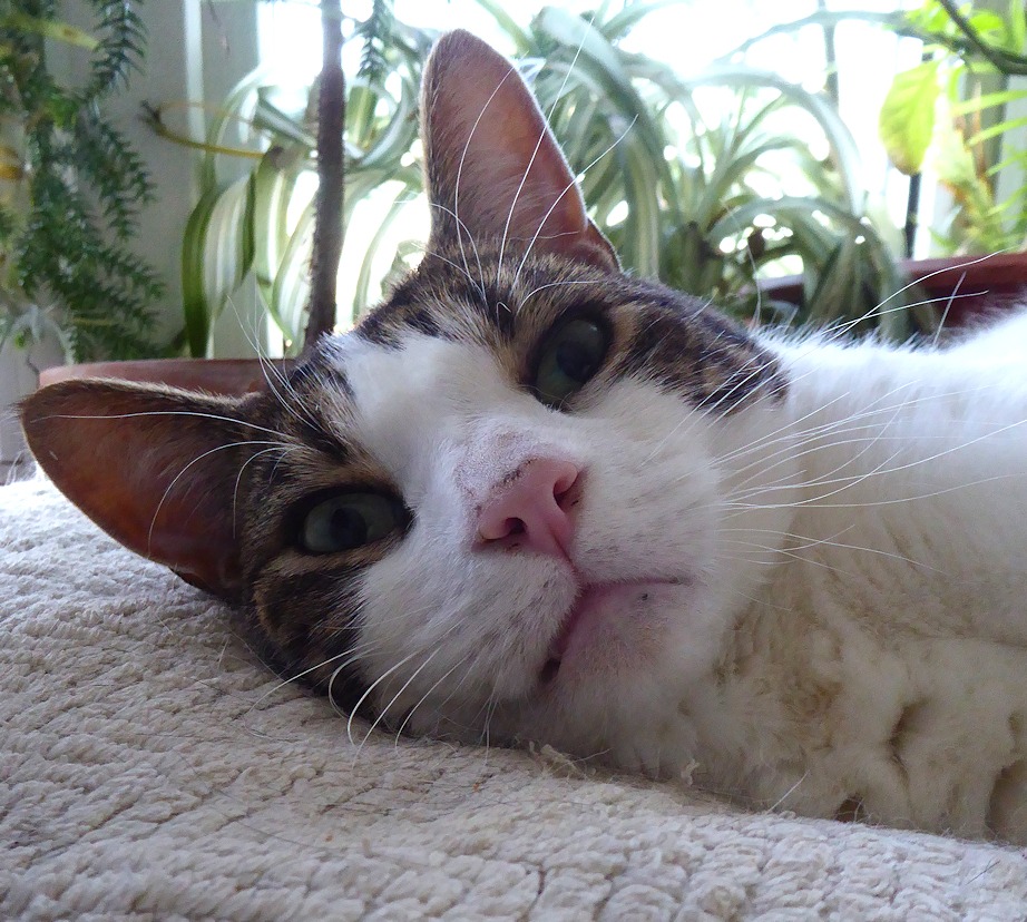 test image of Boy Cat