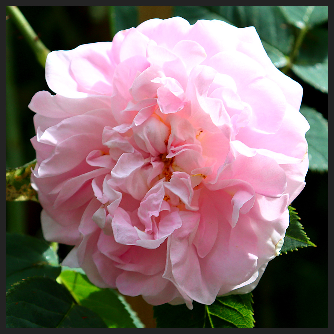 Large pink rose