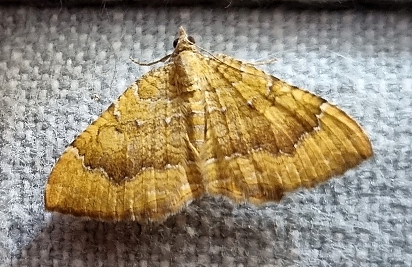 yellow & brown moth