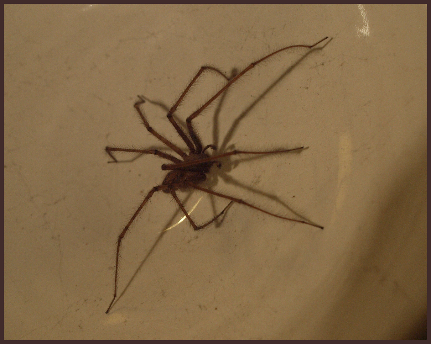 Tegenaria parietina