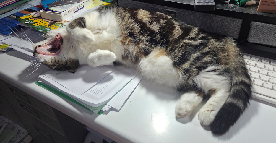 tabby and white cat lying upside down and yawning