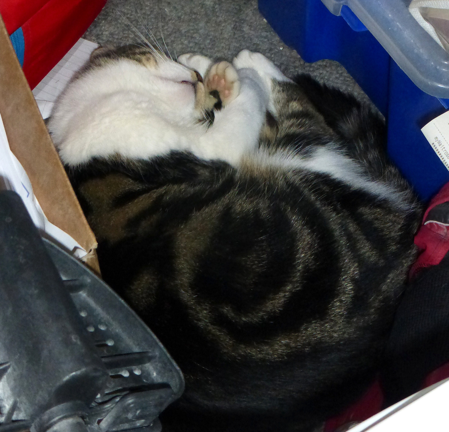 tilly_cave_s