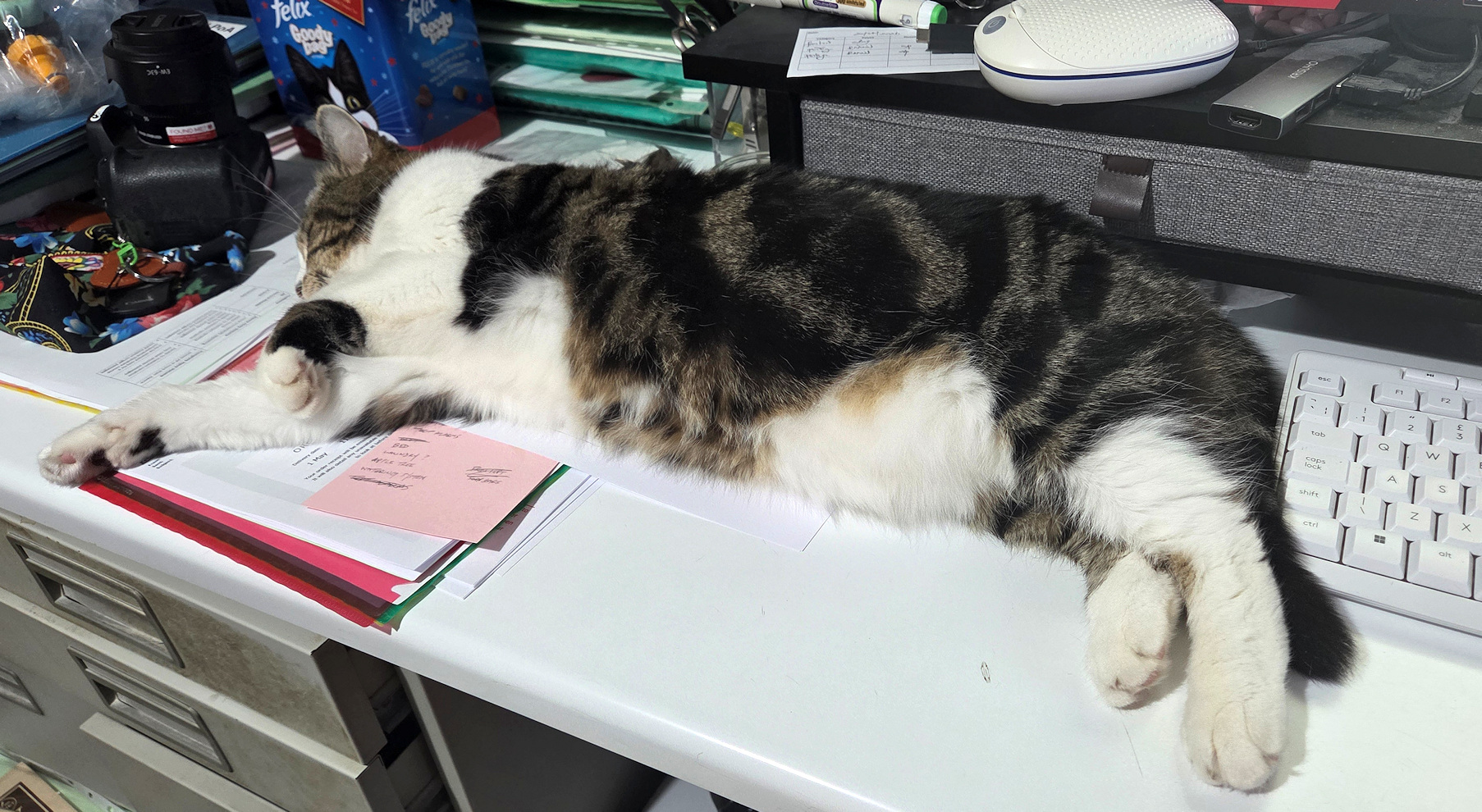 tabby cat lying on desk