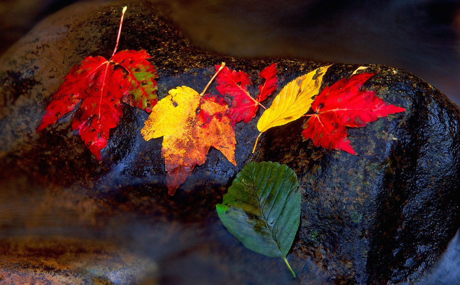autumn-leaves