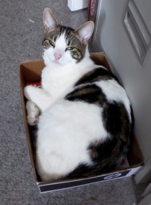 Boy