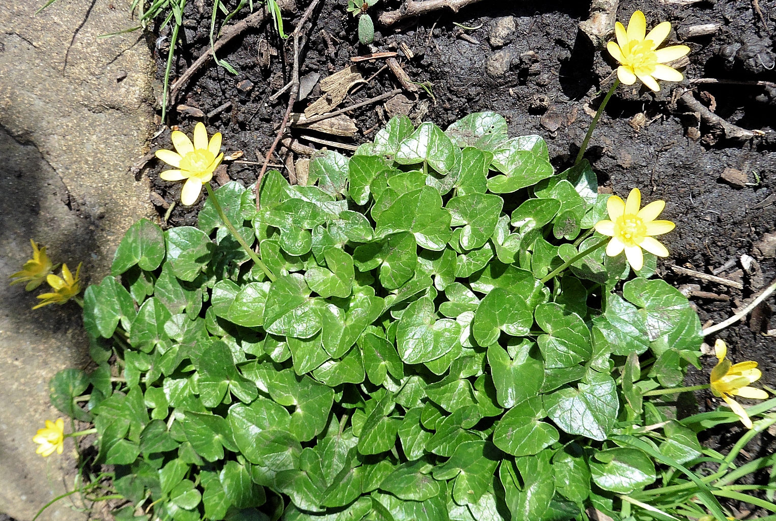 celandines