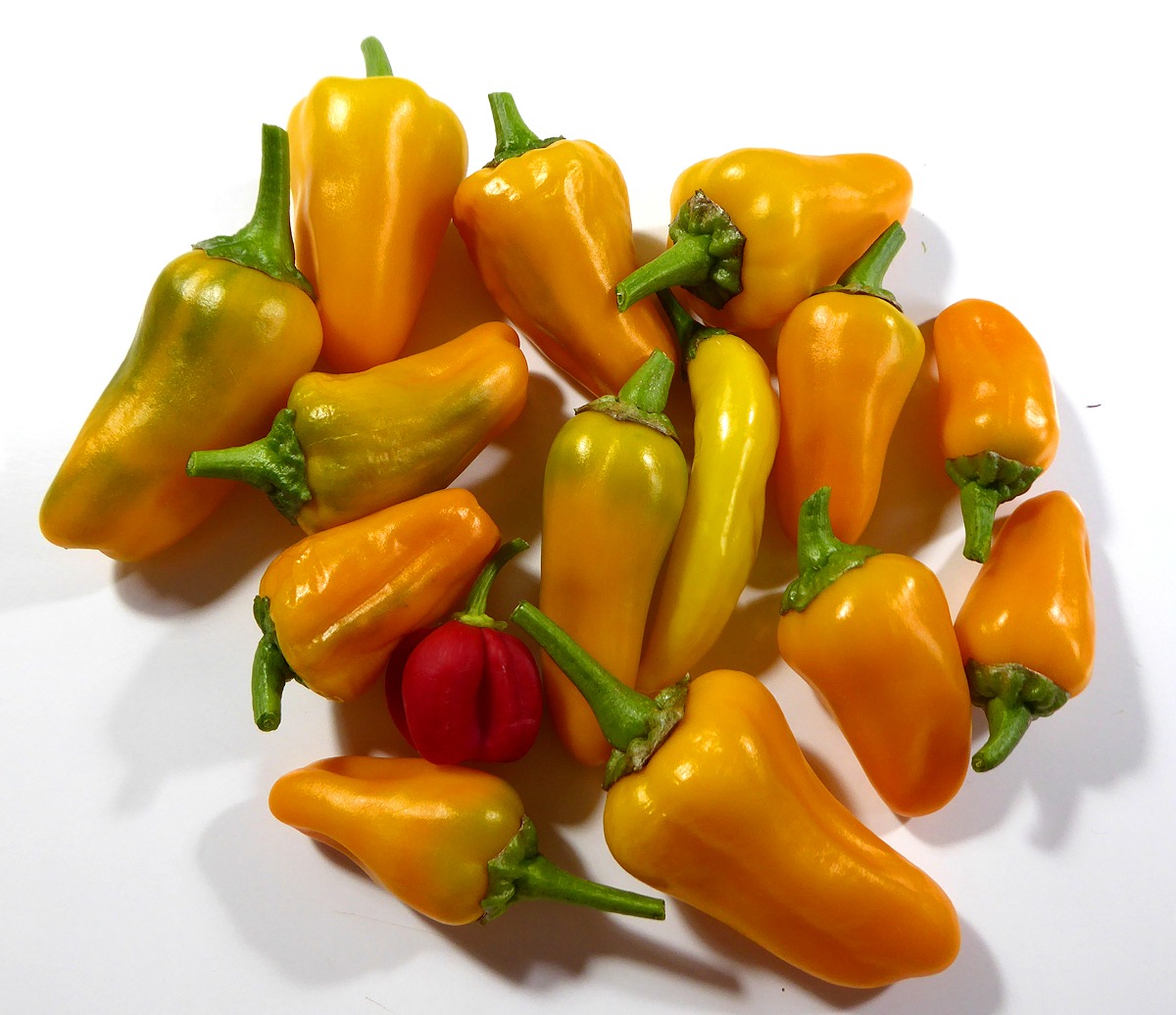 Chillies