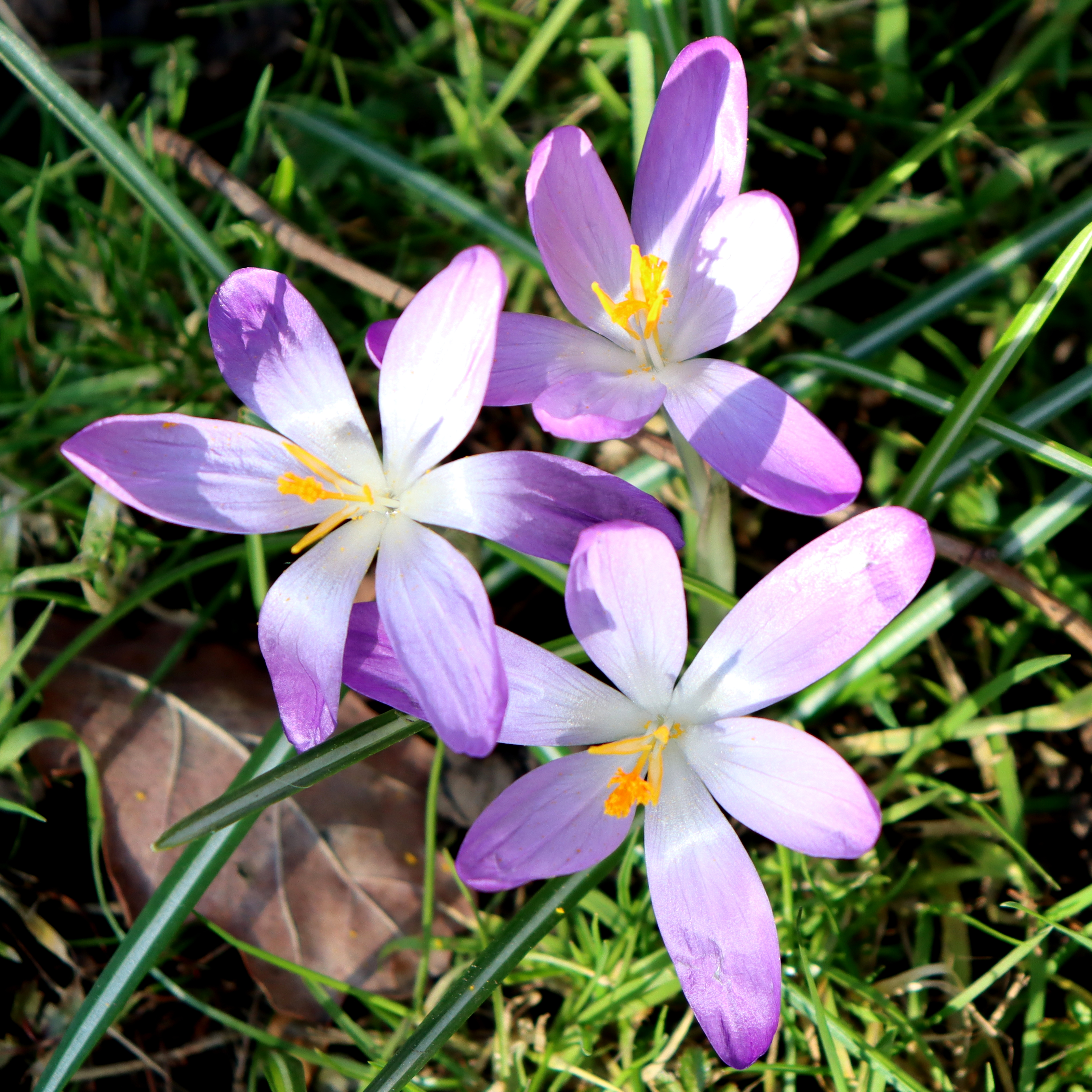 crocuses