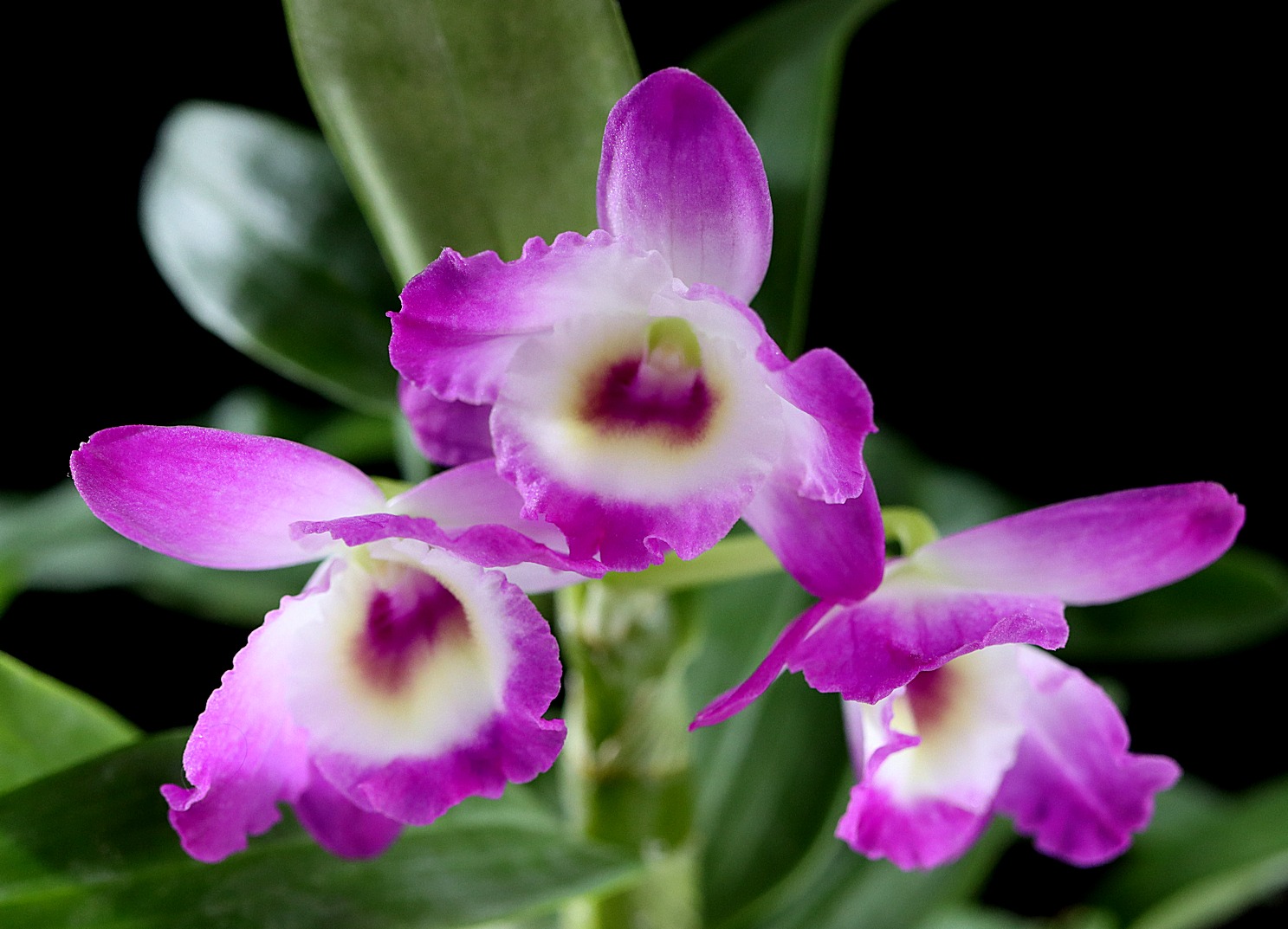 Three magenta Dendrobium orchid flowers
