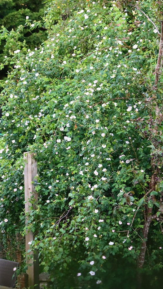 Shower of dog rose
