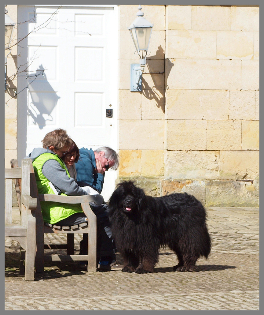 Shaggy Dog