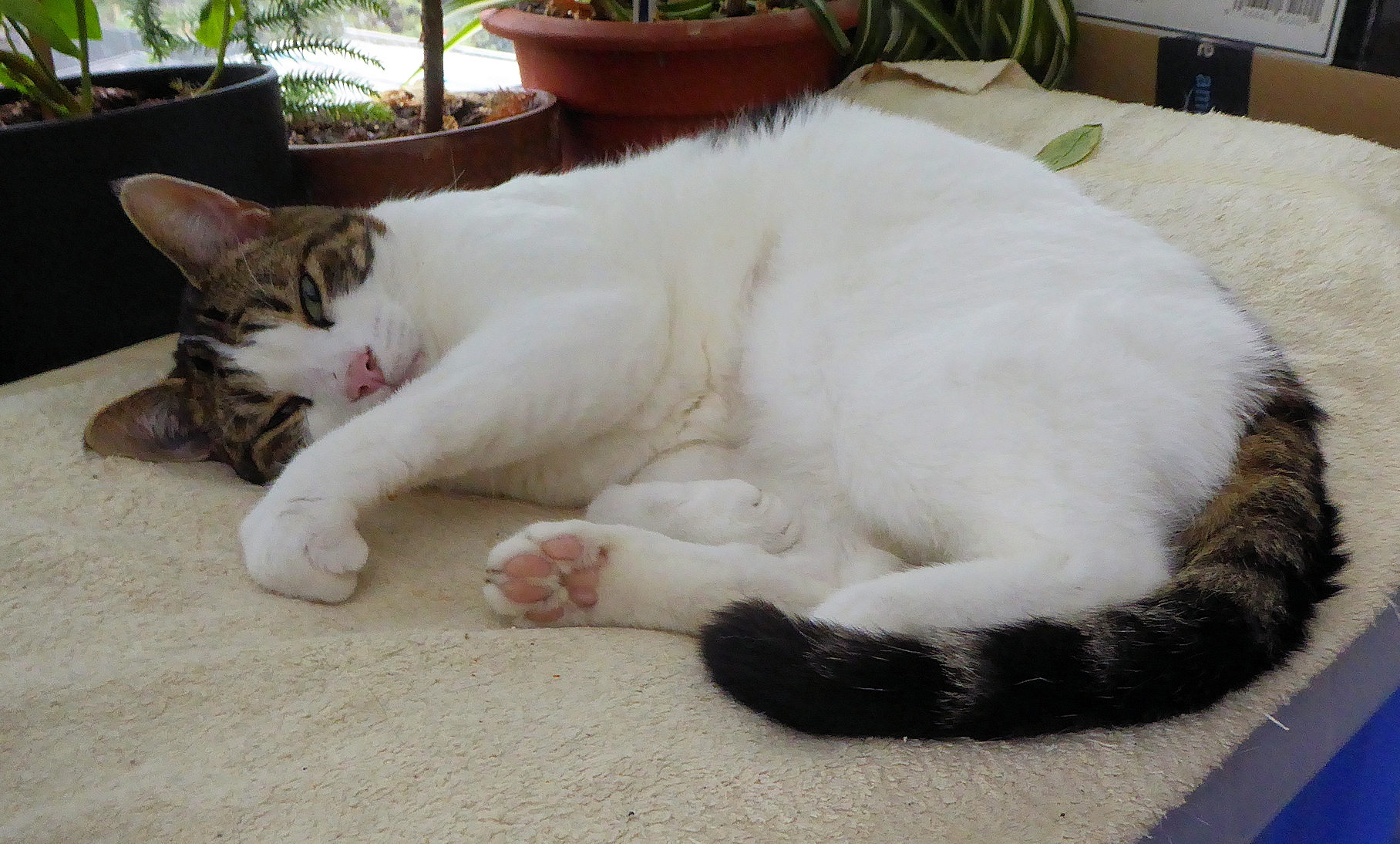 Boy Cat dozing