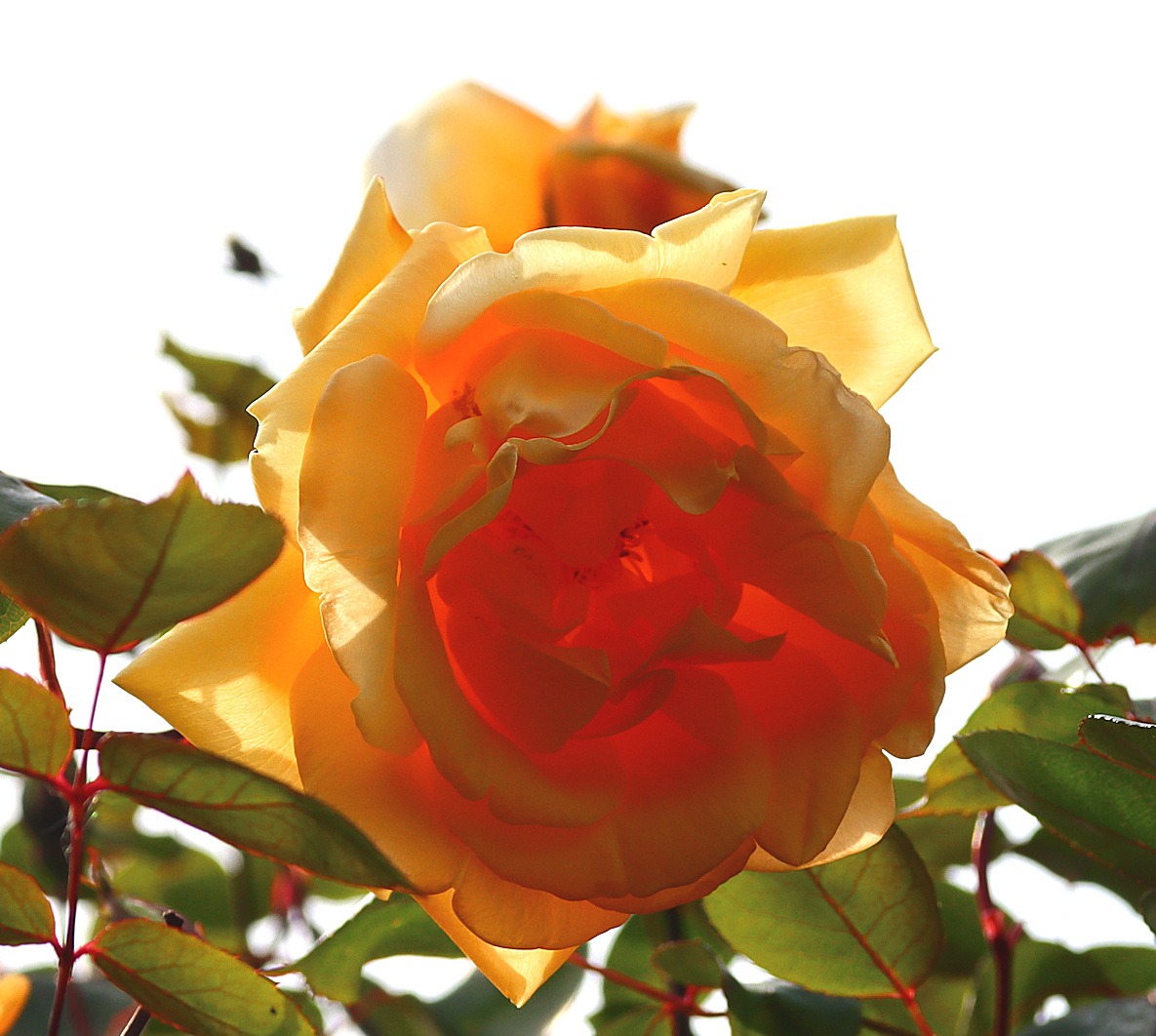 large peachy-yellow rose