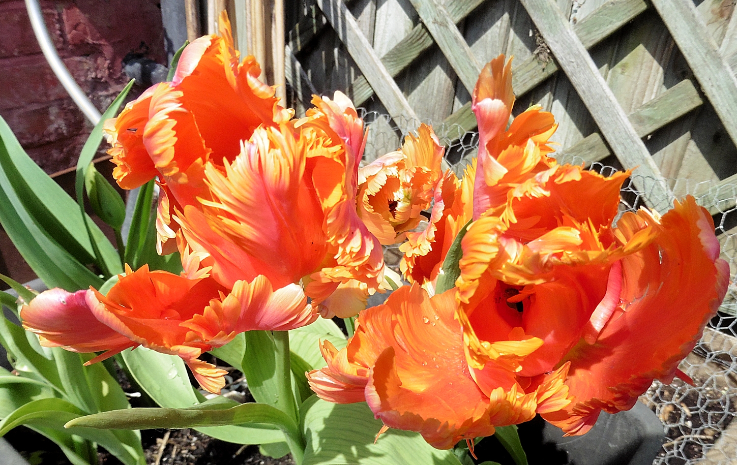 bright red and yellow parrot tulips