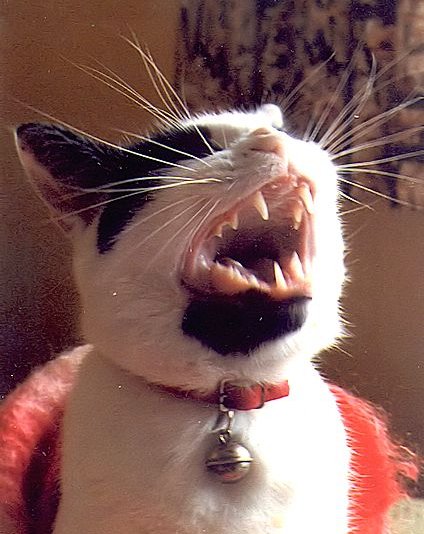 Floss