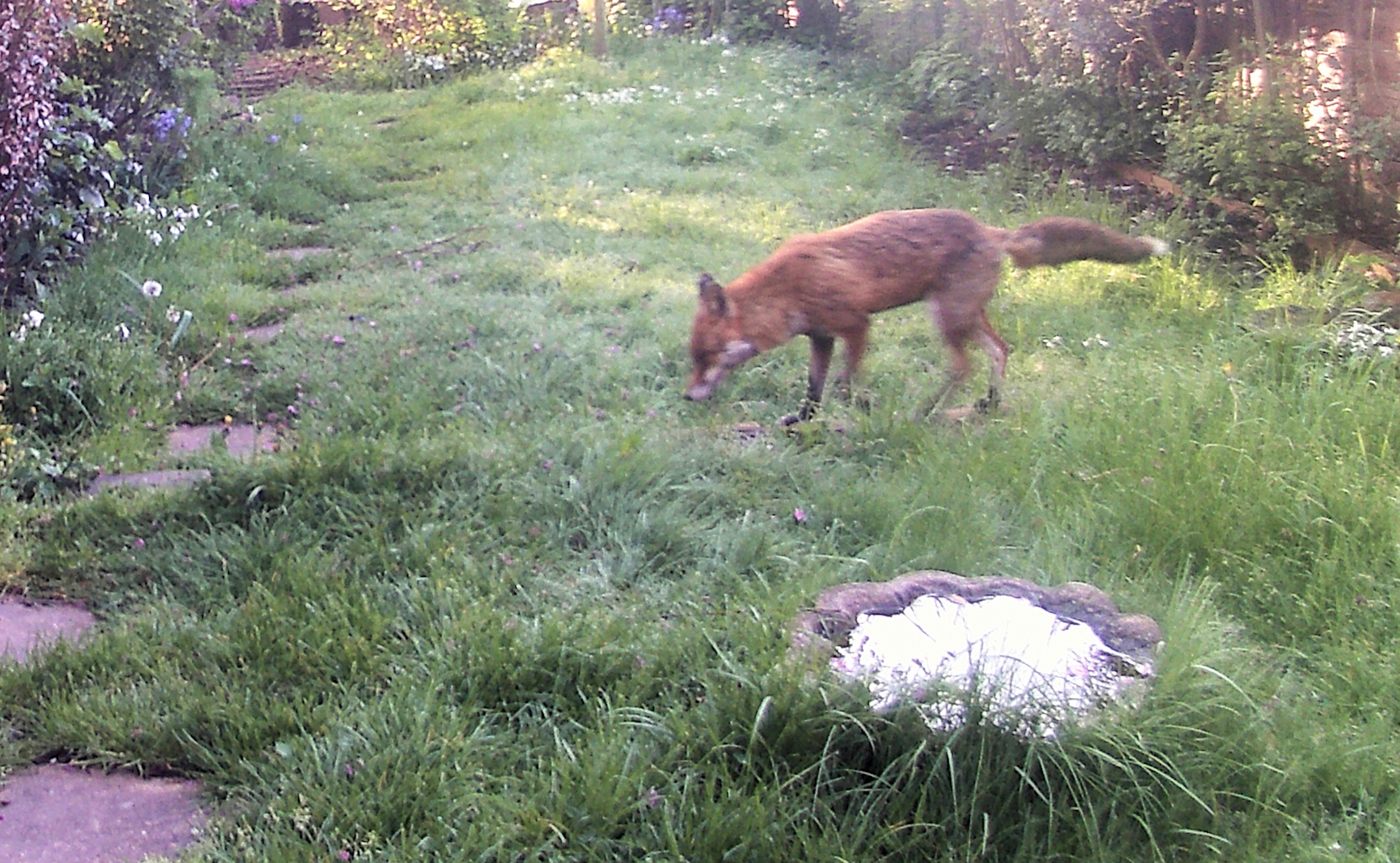 fox width=
