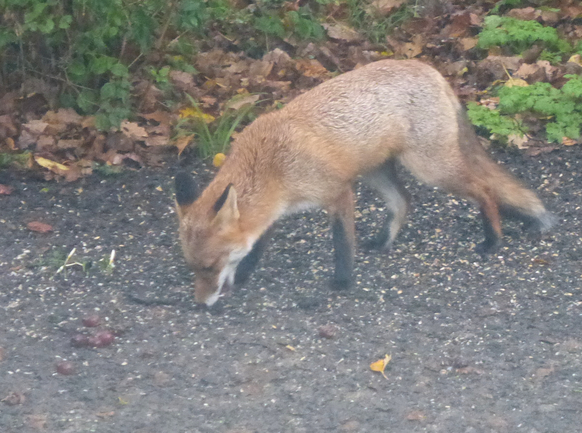 fox