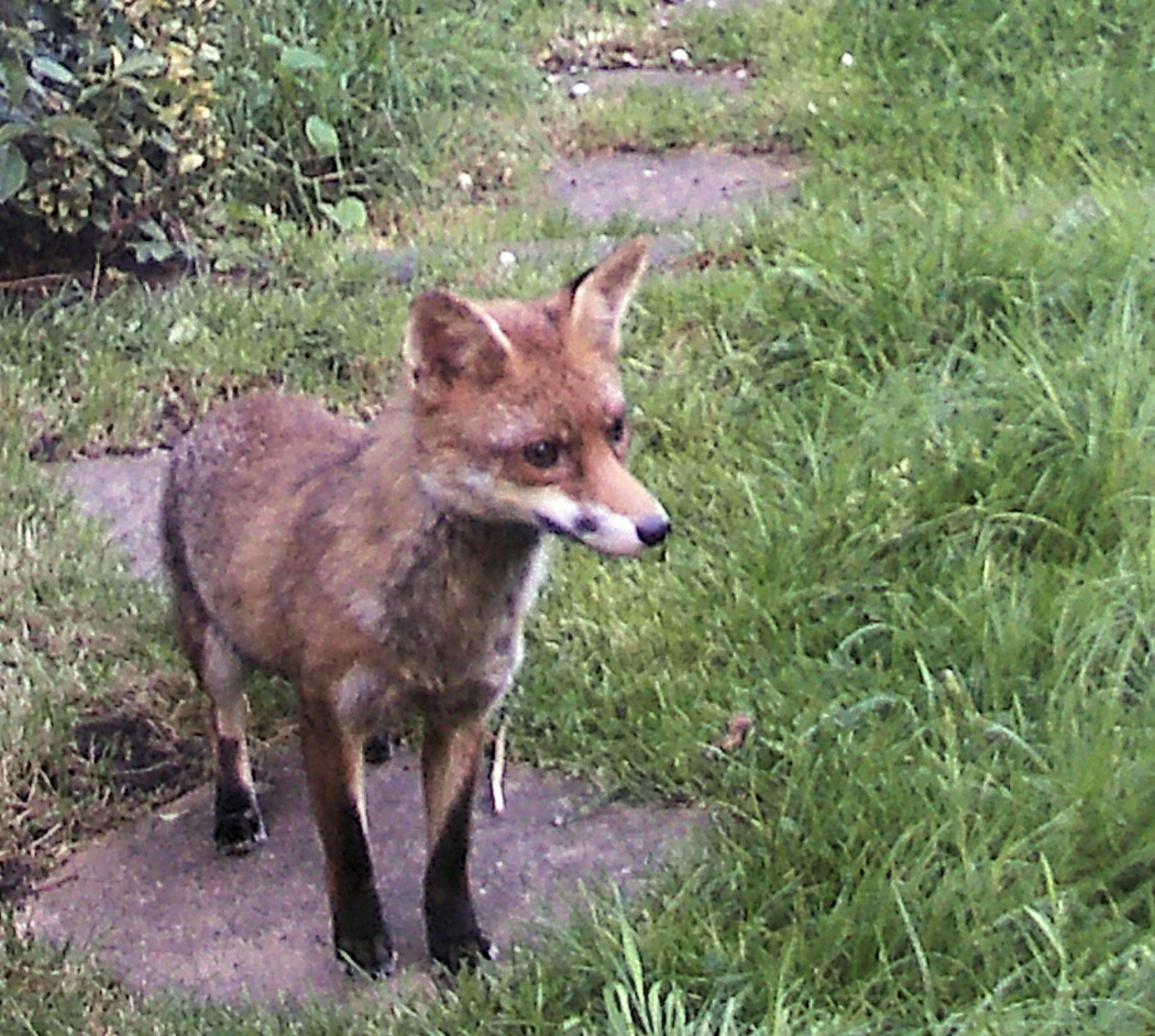 red fox, looking hard