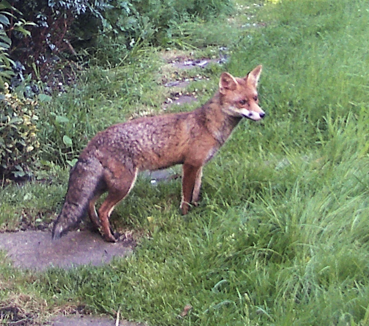 red fox, looking hard