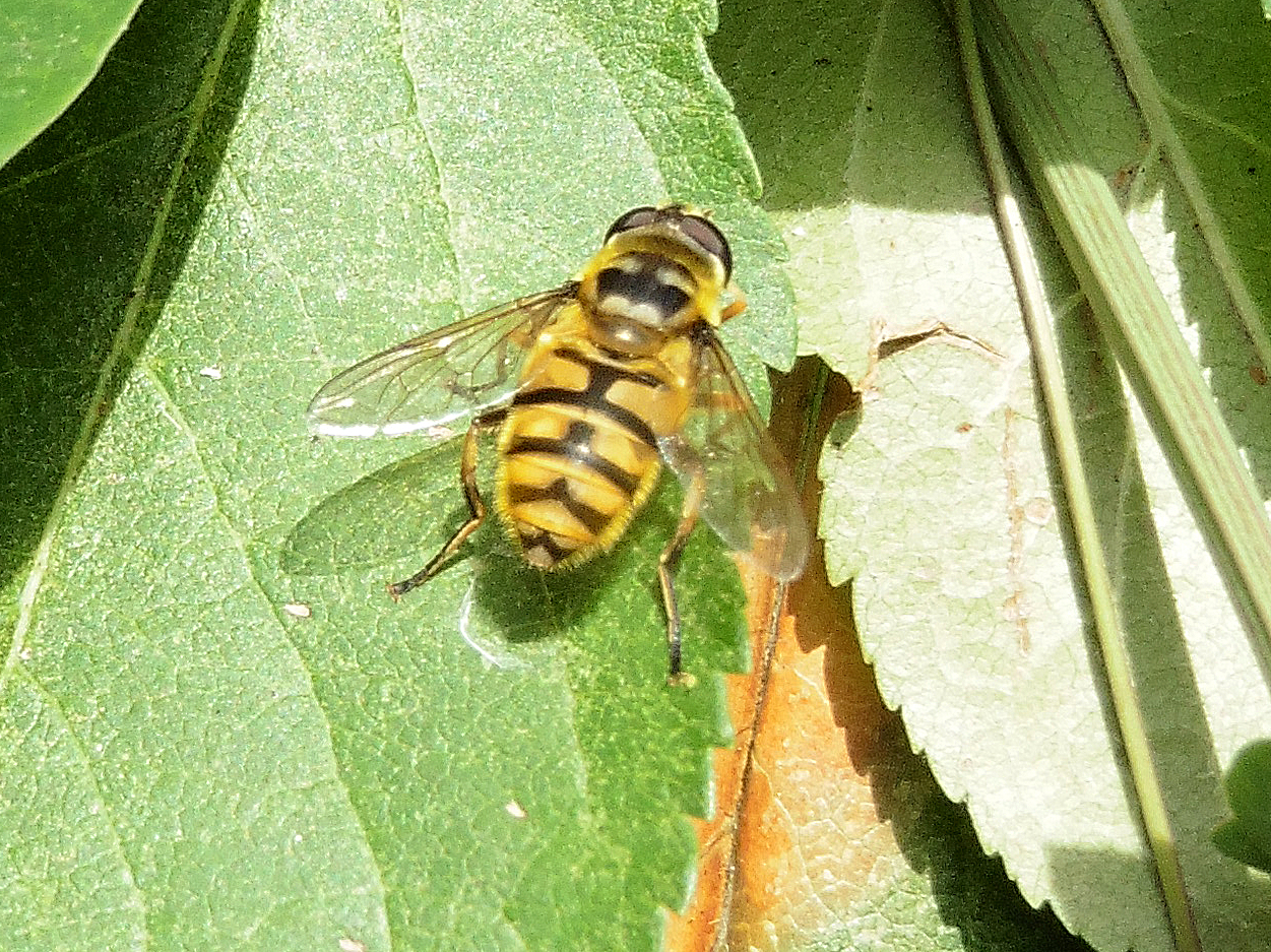Yellow and black striped hoverfly on a green leaf
