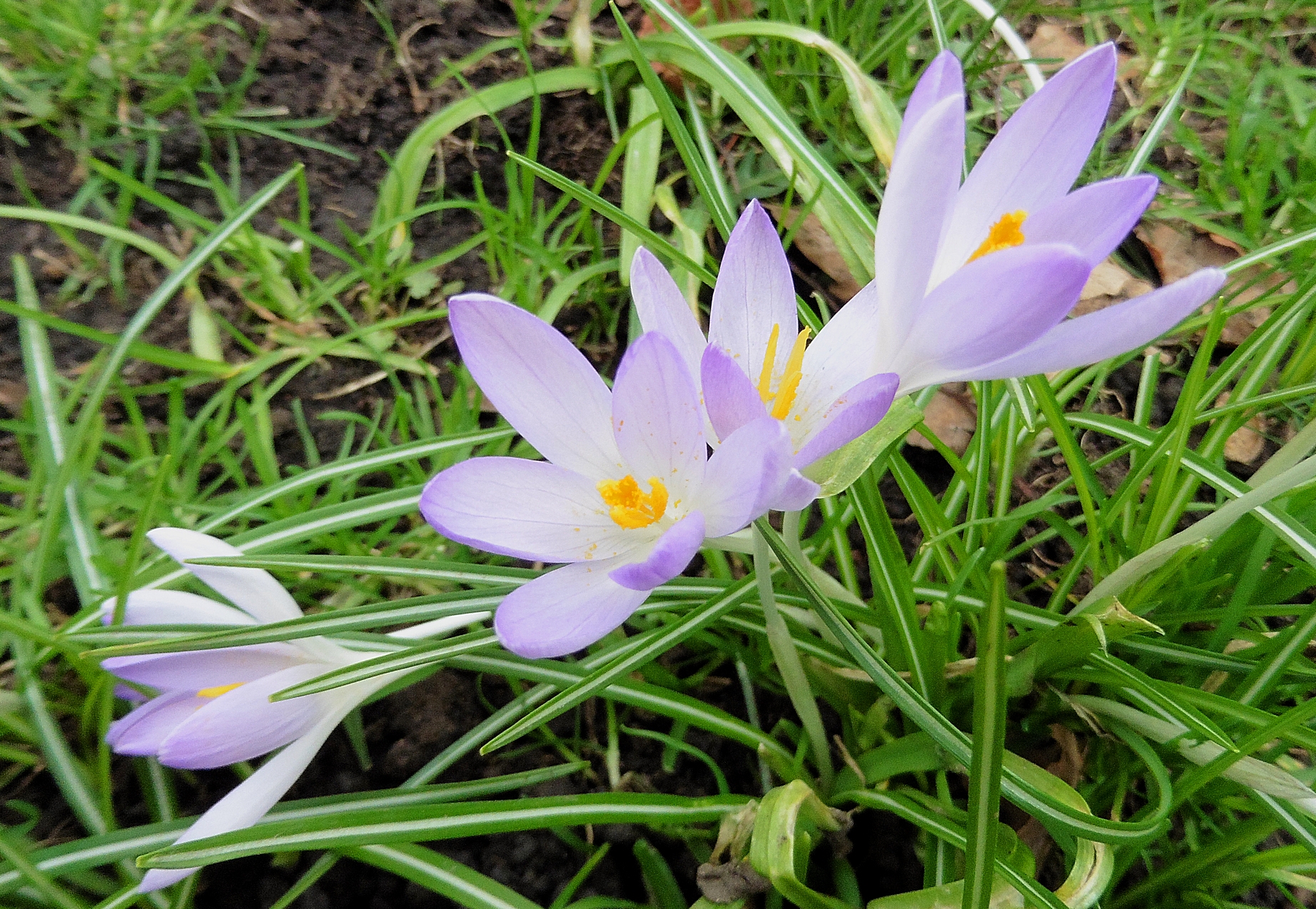 the last crocuses