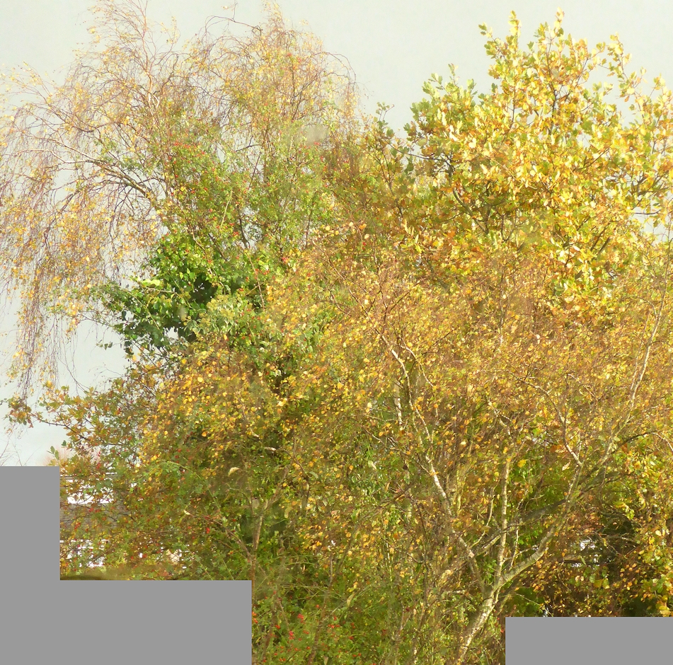 sun on trees