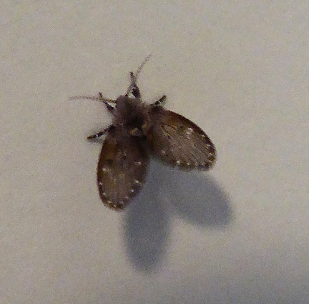 micro moth