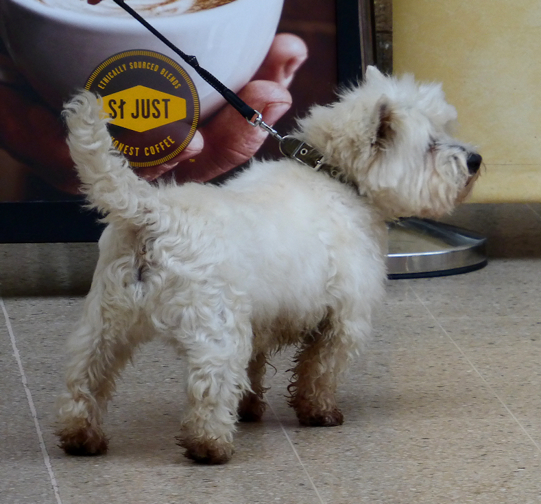 mucky-pup-s