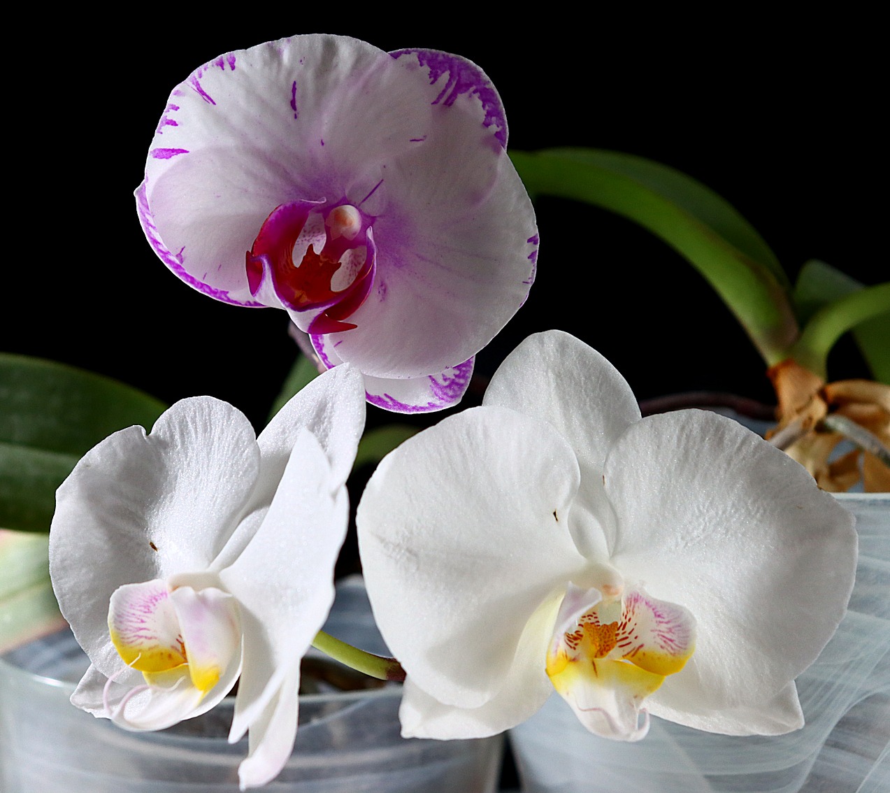three orchids