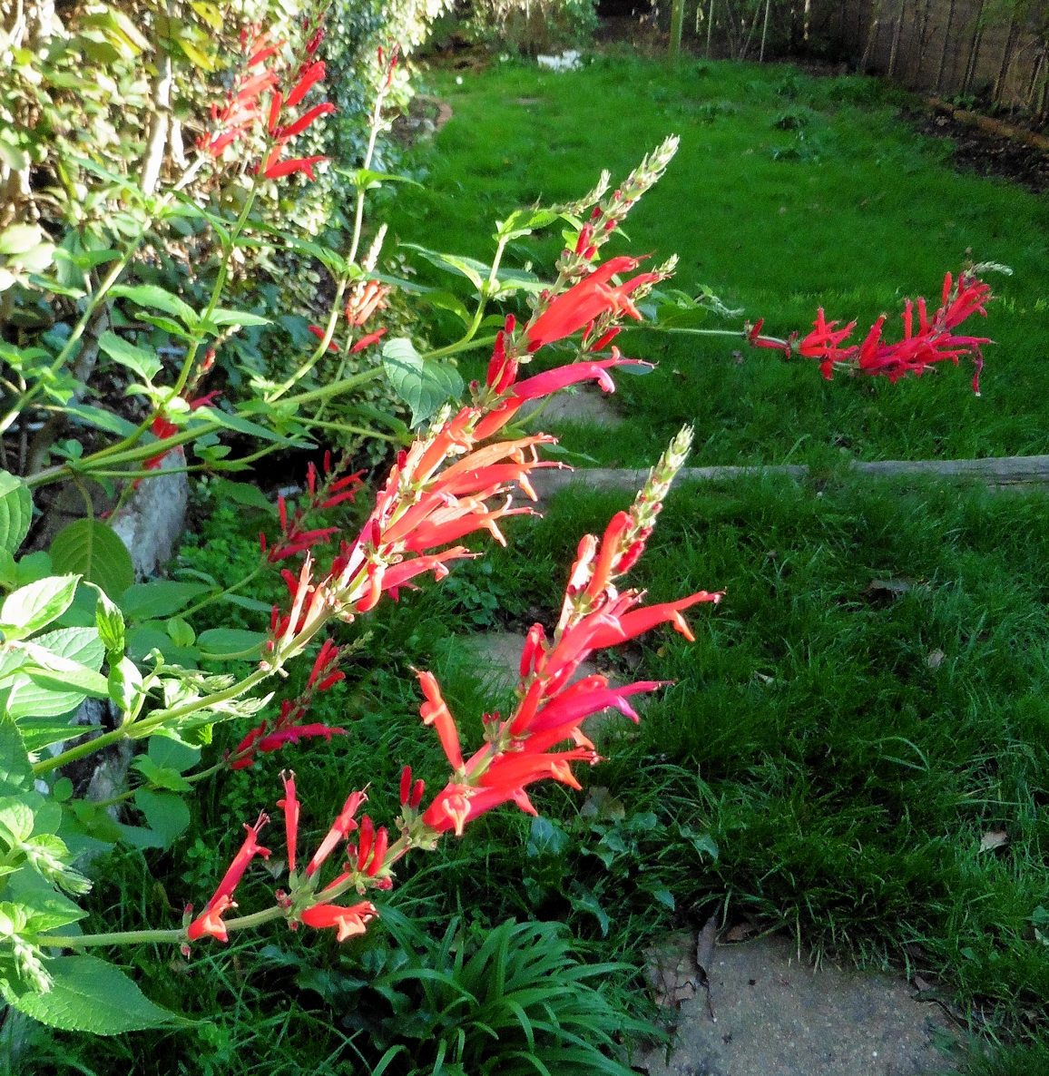 pineapple sage flowers