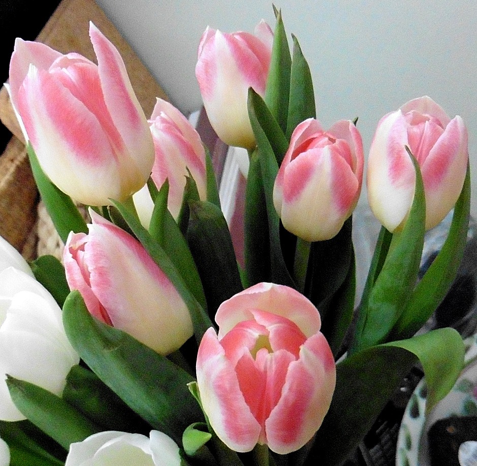 pink and white tulips