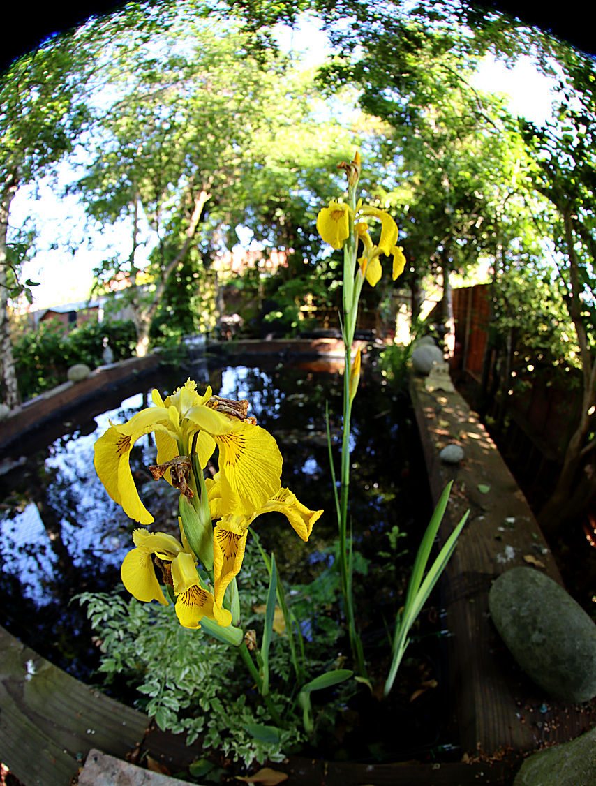 Yellow pond iris…