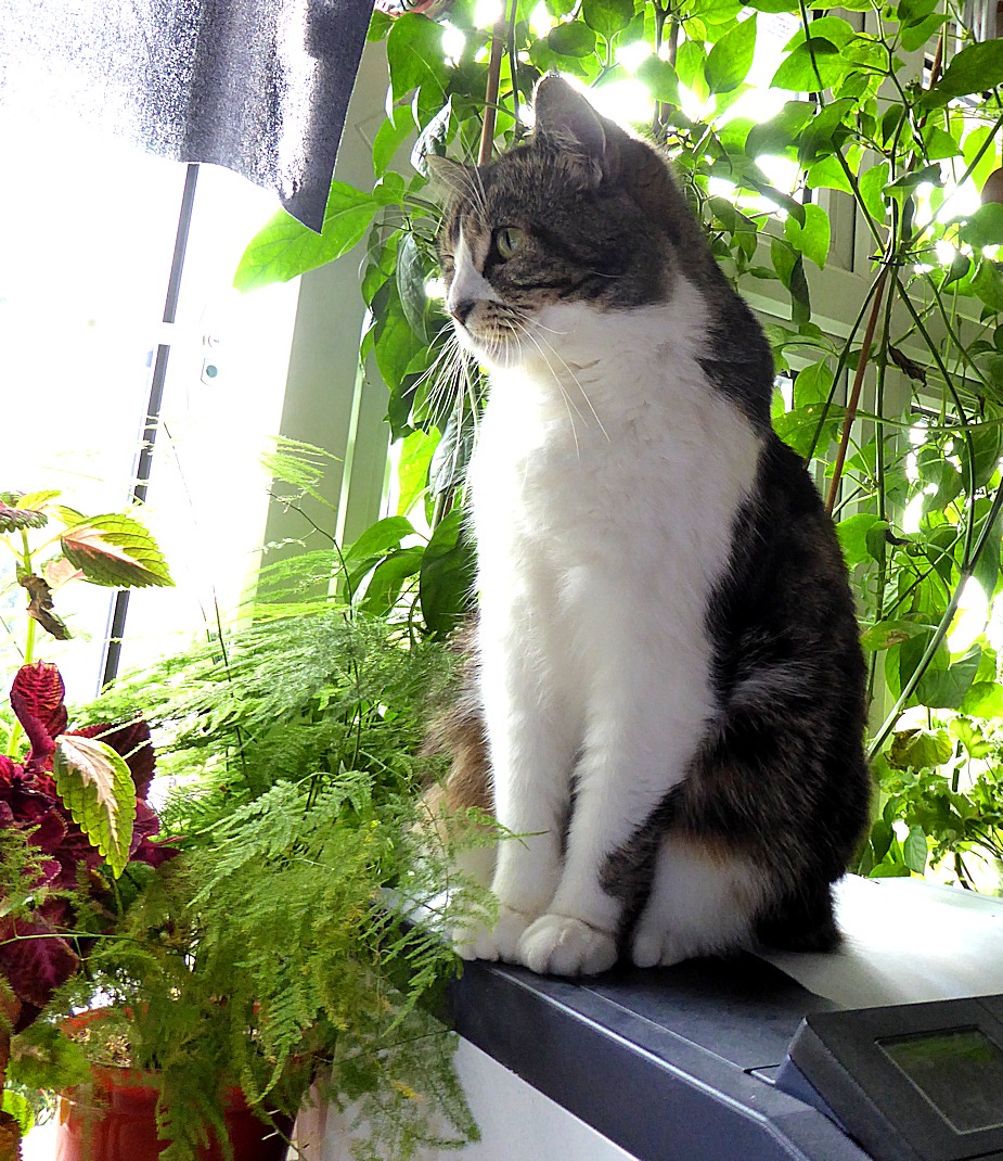 Cat on printer