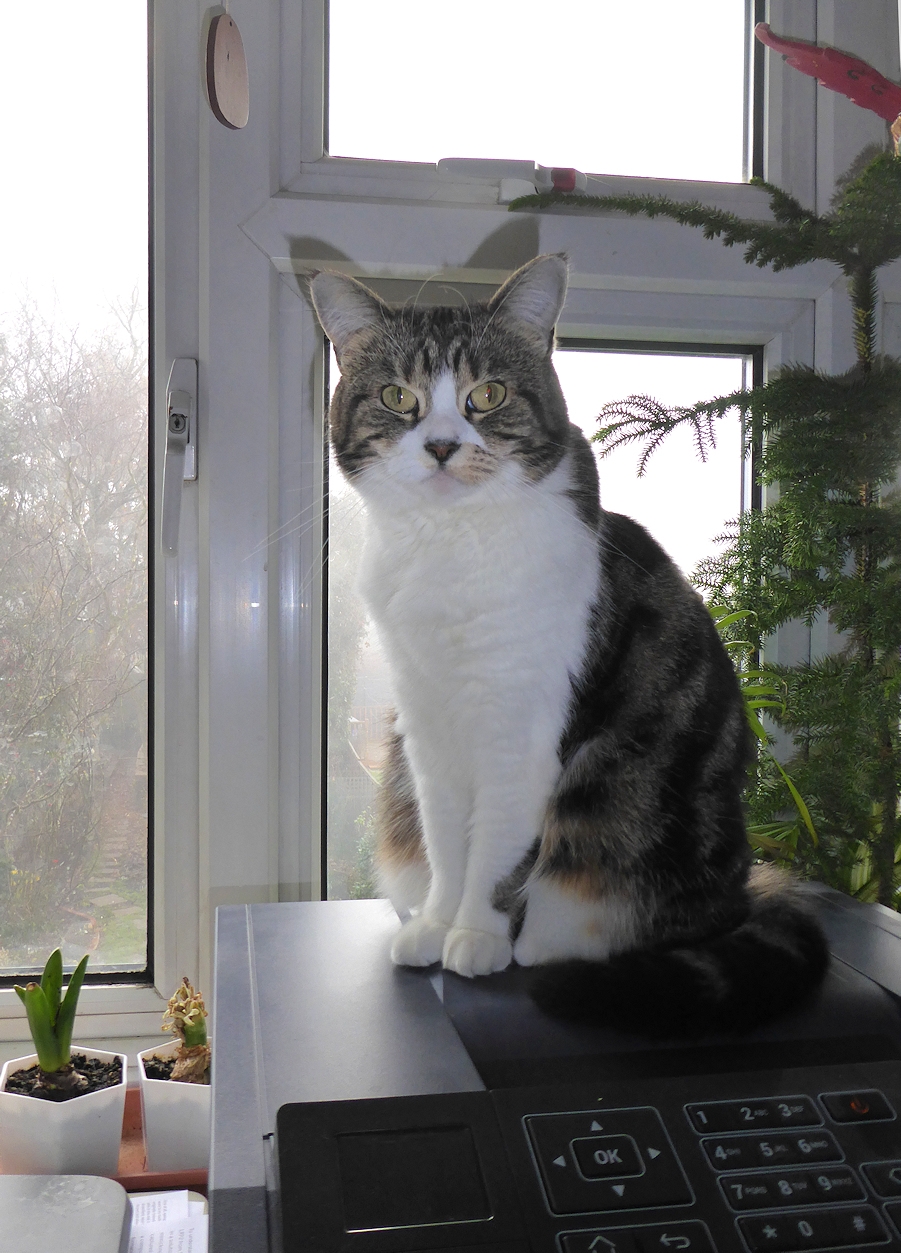 queen cat