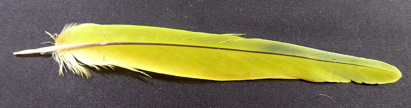 yellow/green parakeet feather