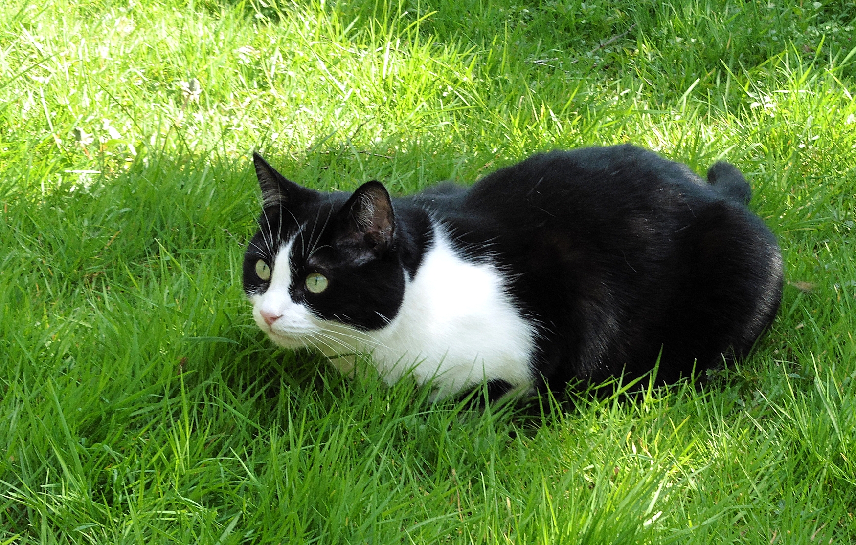 rosie cat
