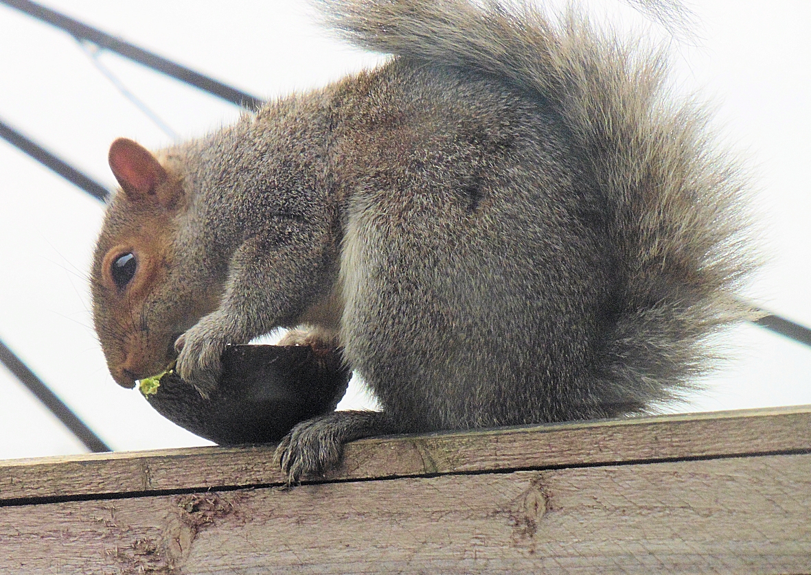 squirrel with avocado