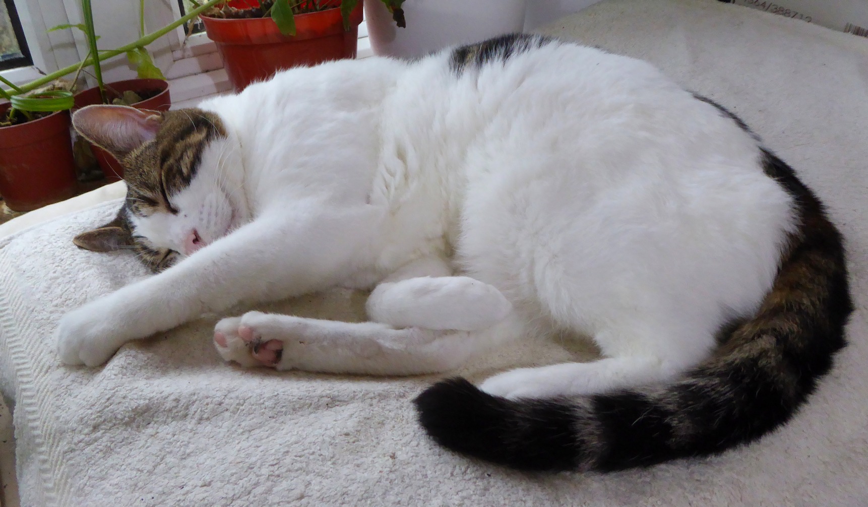 white and tabby cat asleep
