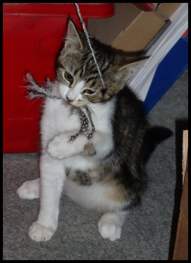 tilly-b
