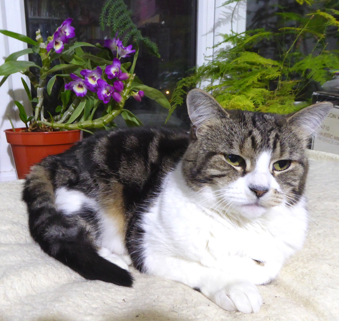 tilly cat with dendrobium